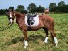 dressage horse Carlos (German Riding Pony, 2011, from Top Carlos Cassini)