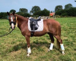 dressage horse Carlos (German Riding Pony, 2011, from Top Carlos Cassini)