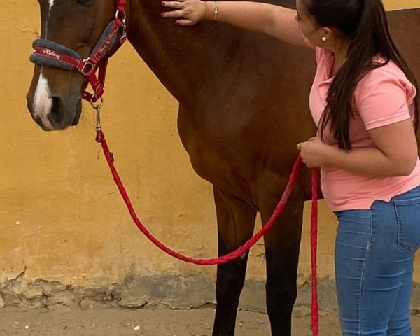 Pferd Lucera (Andalusier, 2002)