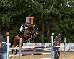 jumper Stalindo (Oldenburg show jumper, 2017, from Stakkato Gold)