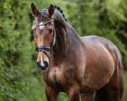 broodmare Cookie Chocolate (German Sport Horse, 2015, from Cocktail Jet)