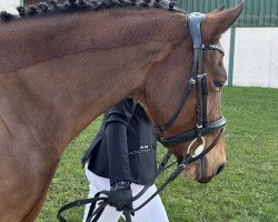 dressage horse Caruso (German Warmblood, 2006, from Campino)