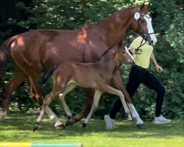 foal by Dark Sinfonie F (Hanoverian, 2024, from Noble Savage)