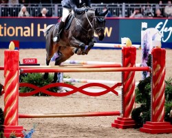 jumper Chicken George 3 (Oldenburg show jumper, 2015, from Cachas)