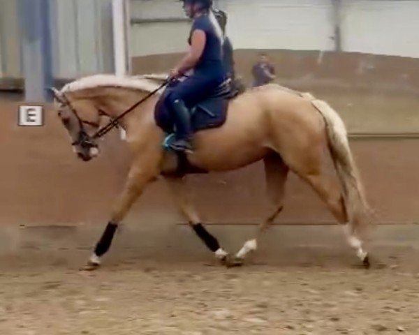 dressage horse Quilana F (Westphalian, 2021, from Qaside Md)