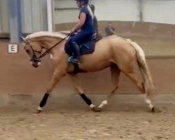 dressage horse Quilana F (Westphalian, 2021, from Qaside Md)