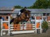 jumper Chicago's Chester Z (Zangersheide riding horse, 2008, from Chicago Z)