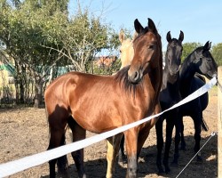 dressage horse Magic Me F (Westphalian, 2022, from Majestic Taonga)