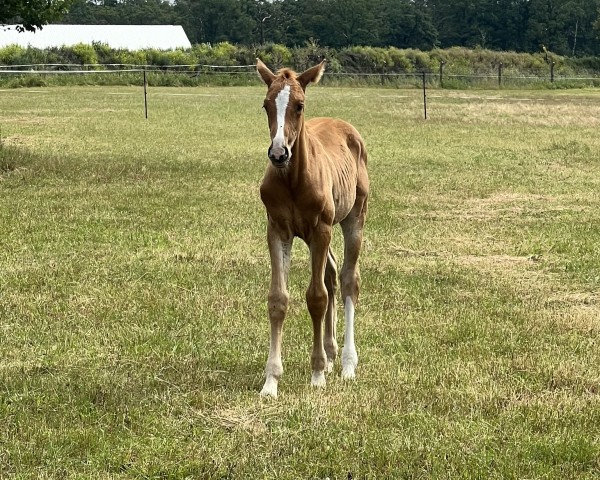 Springpferd Dixon F (Westfale, 2024, von Diathletico FRH)