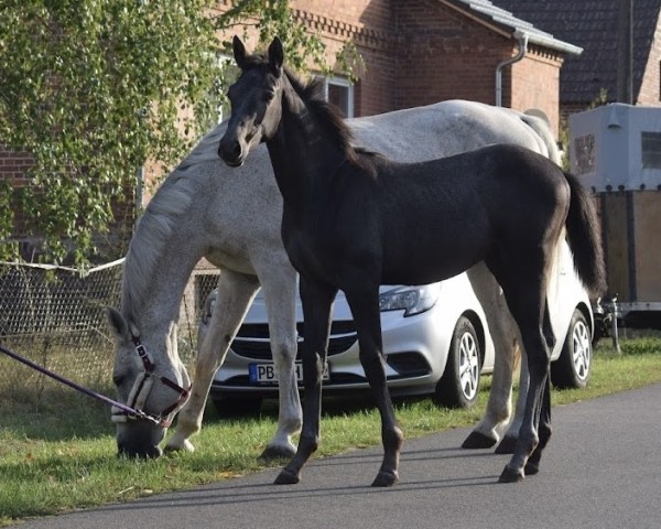 Springpferd Chacco Mia F (Westfale, 2022, von Christian's Chacco)