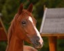 dressage horse Release (Trakehner, 2008, from Sedar)