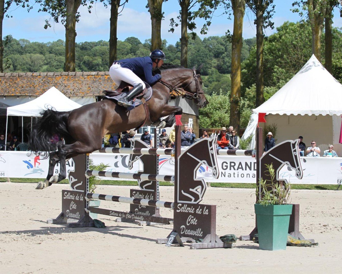 jumper Cosacara Z (Zangersheide riding horse, 2017, from Cornet Obolensky)