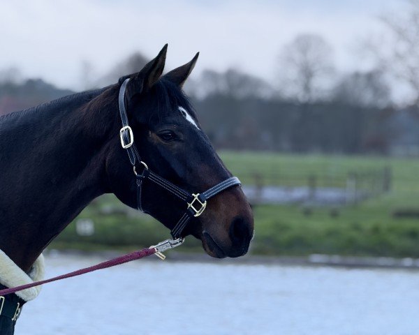 dressage horse Estefania 36 (Hanoverian, 2019)