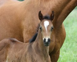 dressage horse So Beauty (Hanoverian, 2021, from San Amour I)