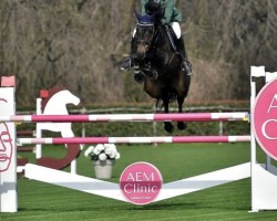 jumper Chicken George 3 (Oldenburg show jumper, 2015, from Cachas)