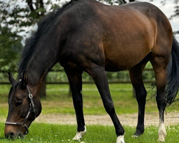 Zuchtstute Quintessenz 12 (Zangersheide Reitpferd, 2004, von Quinar)