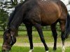 broodmare Quintessenz 12 (Zangersheide riding horse, 2004, from Quinar)