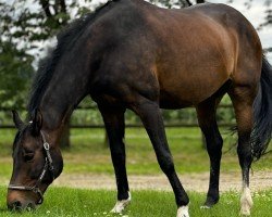 broodmare Quintessenz 12 (Zangersheide riding horse, 2004, from Quinar)