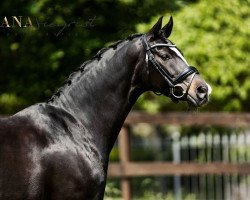 broodmare Shakira Lou (Westphalian, 2008, from Sir Donnerhall I)