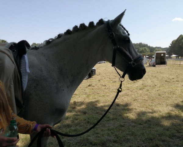 dressage horse Triana (Andalusier, 2012)