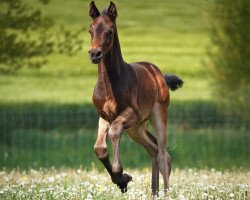 dressage horse Rubina (Westphalian, 2021, from Rockabye S)