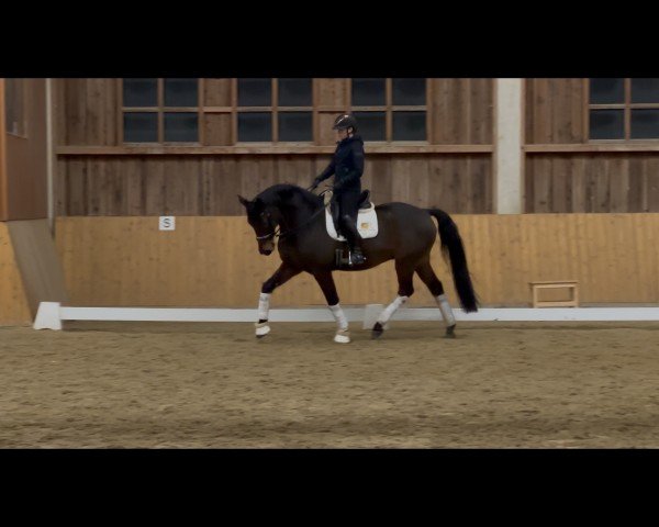 dressage horse Charly 1670 (Holsteiner, 2014, from Carantas)