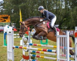 jumper Valentina 114 (Oldenburg show jumper, 2013, from Van Helsing)