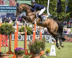 jumper Giljandro van den Bosrand (Belgian Warmblood, 2006, from Orlando van de Heffinck)