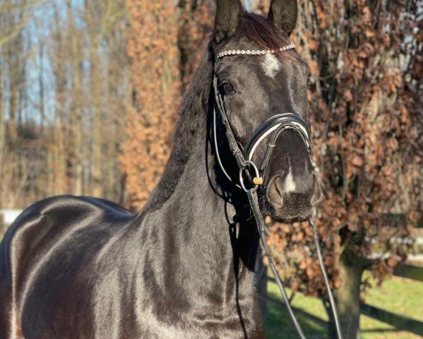 dressage horse Dark Rose JP (Hanoverian, 2021, from DeLorean)