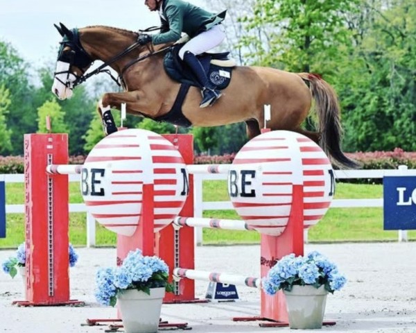 jumper Montellino 2 (Hanoverian, 2012, from Monte Bellini)