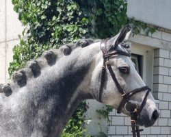 stallion BALDINO VC Z (Zangersheide riding horse, 2015, from Balou du Rouet)