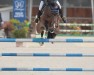 jumper Dalphons V (KWPN (Royal Dutch Sporthorse), 2008, from Clinton)