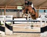 jumper Carlou Balou (Oldenburg, 2010, from Cento)