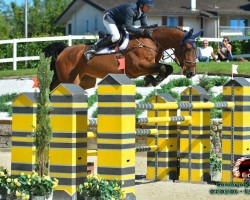 jumper Tyson Z (Zangersheide riding horse, 2006, from Toronto V)