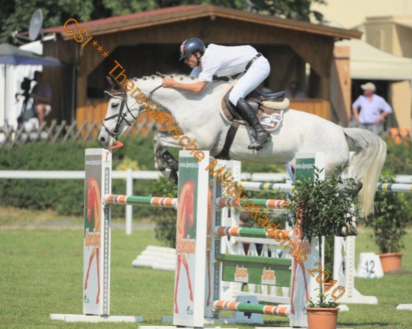 Pferd Grey di Val Litara (Italienisches Warmblut, 2002, von Avenir)