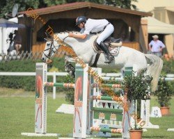 horse Grey di Val Litara (Italian Warmblood, 2002, from Avenir)