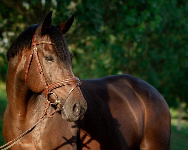 jumper Eaton 5 (Hanoverian, 2004, from Earl)