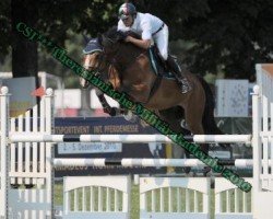 broodmare Wanante V con Amper (KWPN (Royal Dutch Sporthorse), 2003, from Tangelo van de Zuuthoeve)