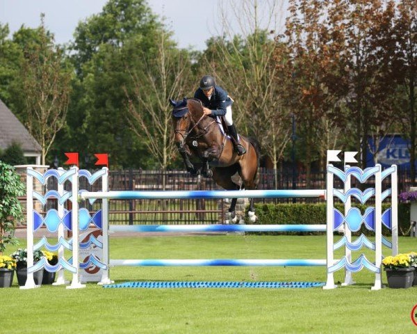 Springpferd Delsino (KWPN (Niederländisches Warmblut), 2008, von Lupicor)