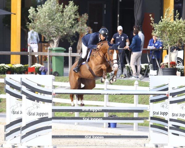 Springpferd Angelina van't Klein Asdonk Z (Zangersheide Reitpferd, 2010, von Andiamo)