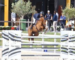 jumper Angelina van't Klein Asdonk Z (Zangersheide riding horse, 2010, from Andiamo)