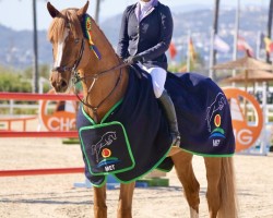 jumper Oxford v/d Witte Driesendijk (Belgian Warmblood, 2014, from Emerald van 't Ruytershof)