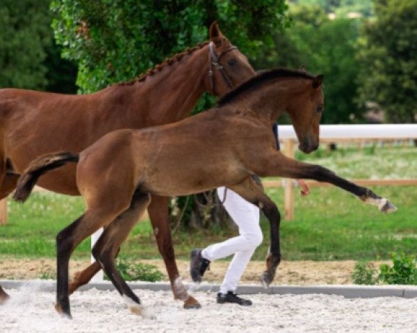 Springpferd Comme des Garçons SA Z (Zangersheide Reitpferd, 2021, von Cornet Obolensky)