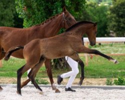 jumper Comme des Garçons SA Z (Zangersheide riding horse, 2021, from Cornet Obolensky)