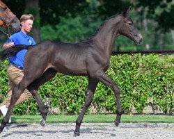 jumper Cosmo van de Broekkant Z (Zangersheide riding horse, 2021, from Canturano I)