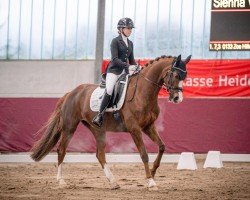 dressage horse Peu á peu 3 (German Sport Horse, 2014, from Royal Blend)