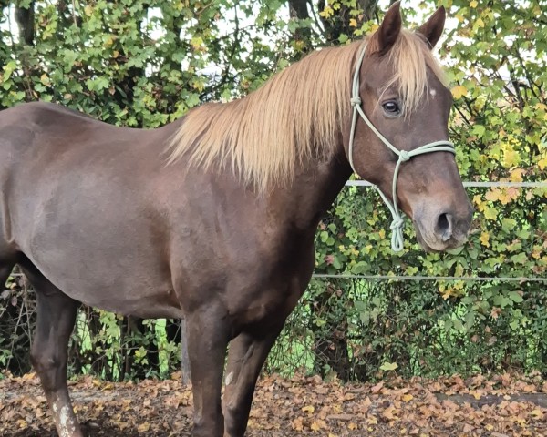 horse Bauers Bibi Blocksberg (German Riding Pony, 2014, from Baldini 9)