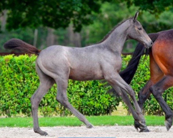 Springpferd Extravaganza d'Grandin Z (Zangersheide Reitpferd, 2021, von Eldorado vd Zeshoek Tn)