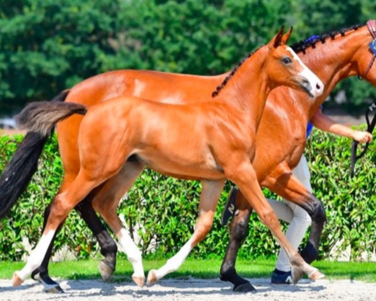 stallion Adonix TS Z (Zangersheide riding horse, 2021, from Aganix du Seigneur)