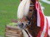 horse Hengst von Niederbroks Hui-Buh / Gorden B (Shetland pony (under 87 cm), 2022, from Niederbroks Hui-Buh)